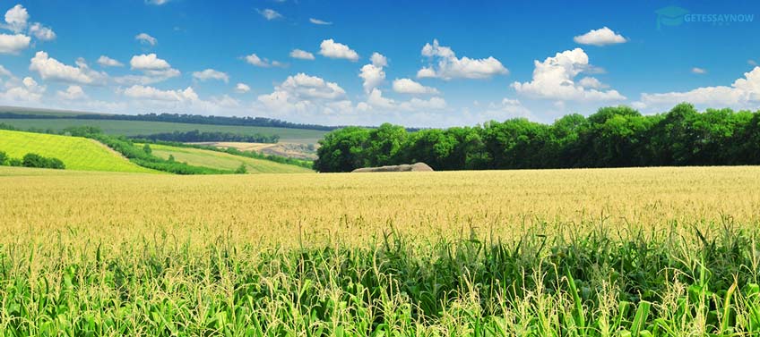 Corn Field